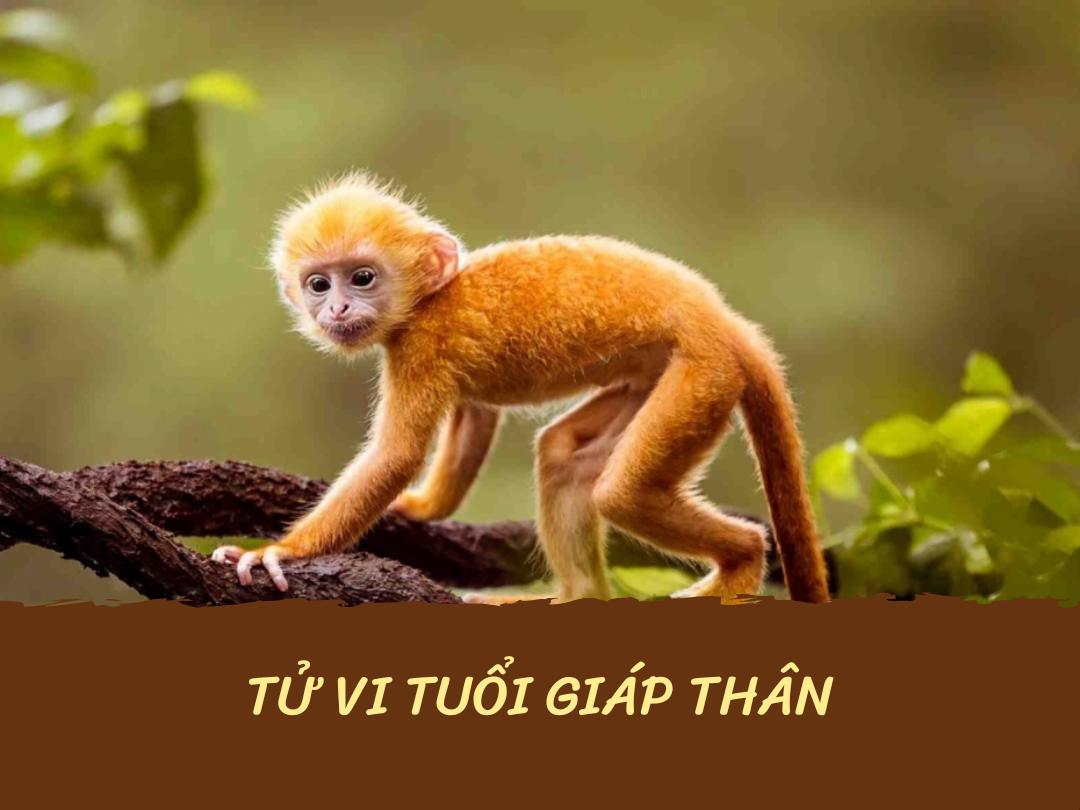 Tử vi tuổi Giáp Thân sẽ được hưởng nhiều điều tốt lành