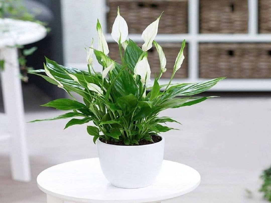 Cây Lan Ý với hoa trắng tinh khôi mang lại sự thanh tịnh cho mệnh Kim