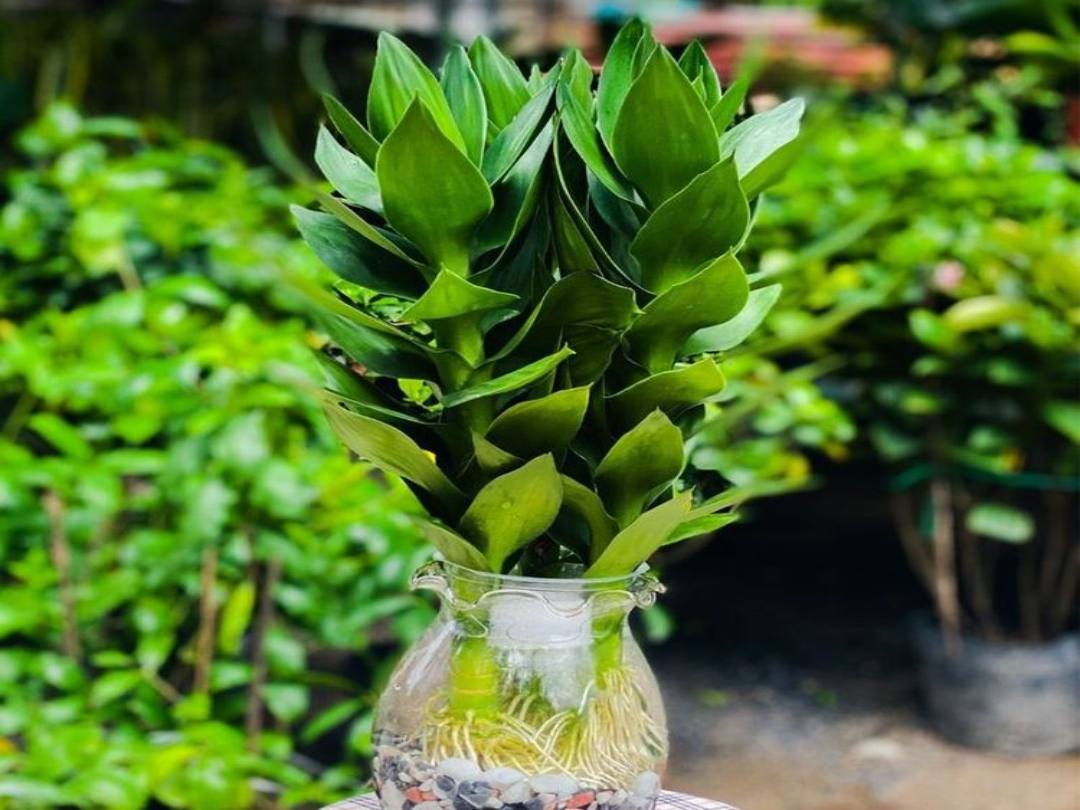 Cây Búp Sen với hình dáng nhỏ gọn cho mệnh Kim