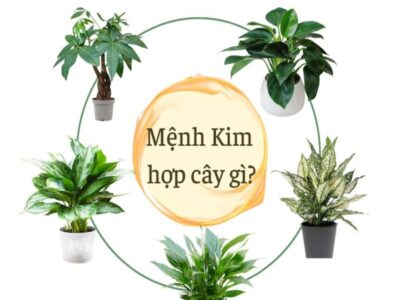 Bạn có biết mệnh Kim hợp cây gì nhất?