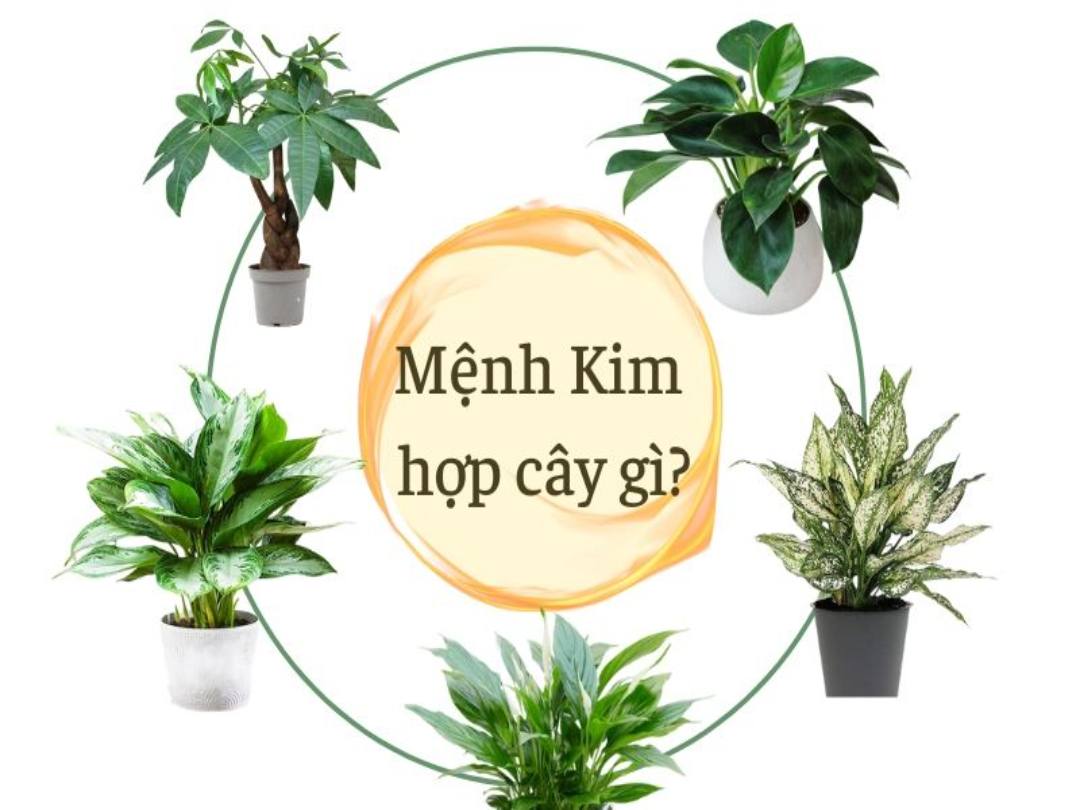 Bạn có biết mệnh Kim hợp cây gì nhất?