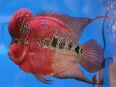 Cá La Hán mang lại may mắn, tài lộc cho người mệnh Kim