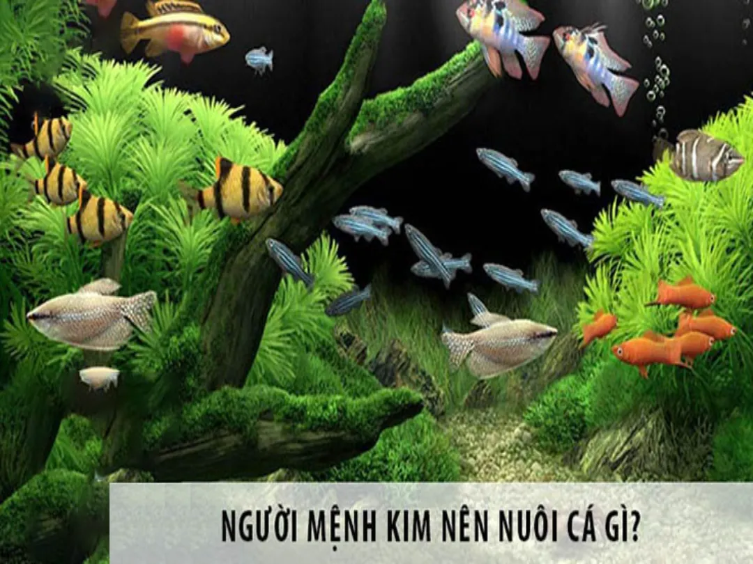 Mệnh Kim nên biết nuôi loại cá thì tốt cho mình