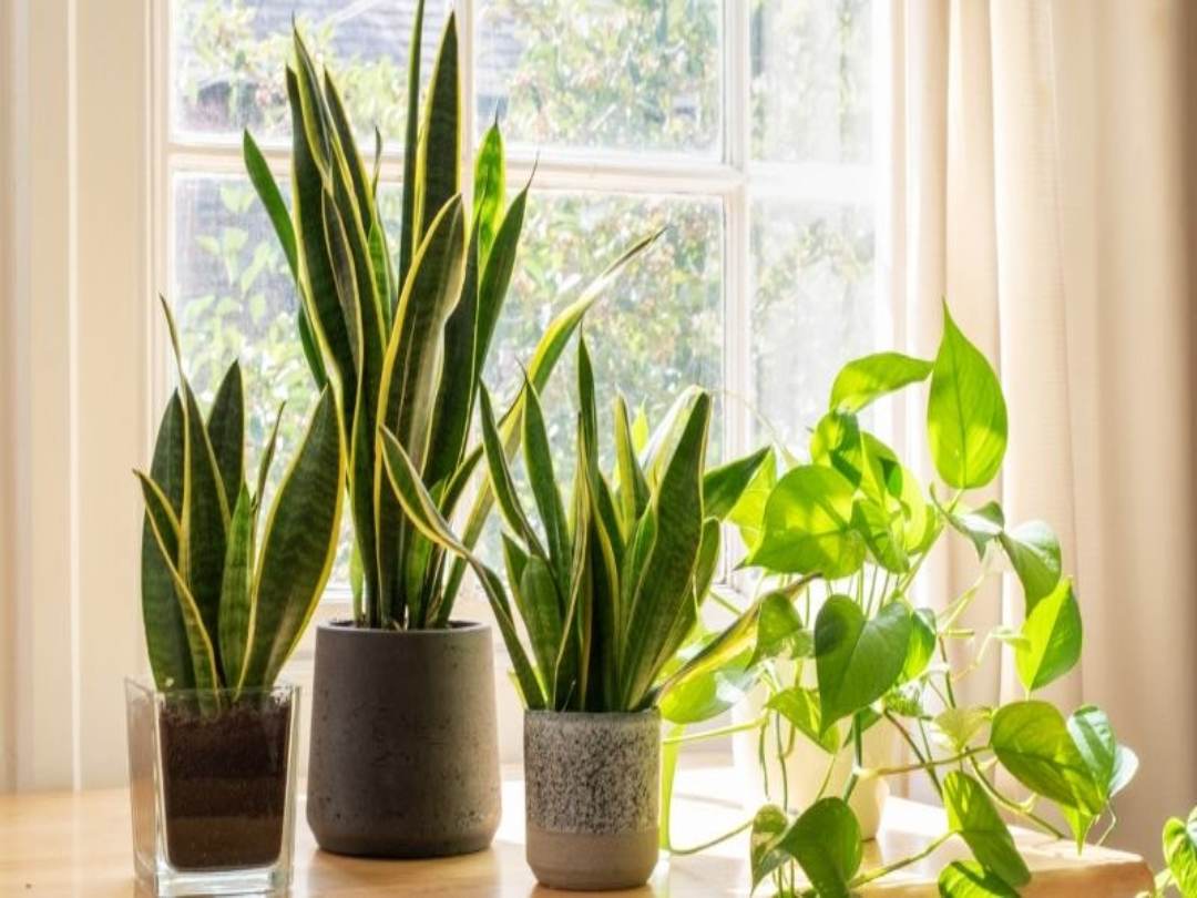 Trồng cây lưỡi hổ cho mệnh Thủy