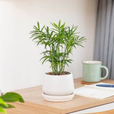 Mệnh Thủy Hợp Cây Gì? 14 Loại Cây May Mắn Và Tài Lộc