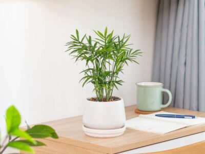 Gợi ý cây để bàn làm việc cho Mệnh Thủy