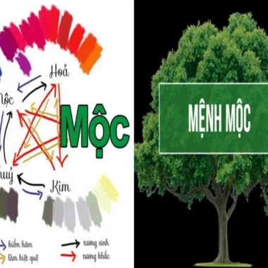 Mệnh Mộc Hợp Màu Gì? Màu Sắc, Đá Phong Thủy Cho Mệnh Mộc