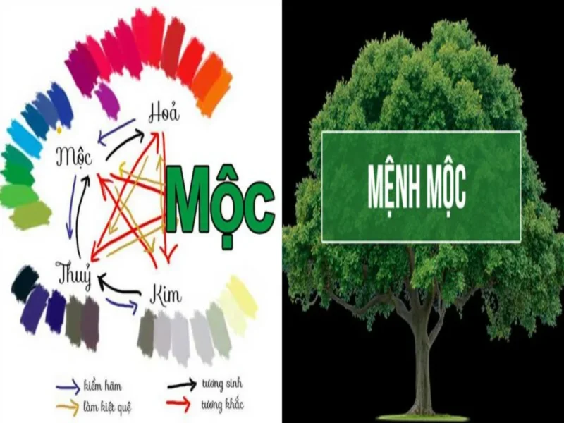 Những màu tương hợp tương sinh cho mệnh Mộc