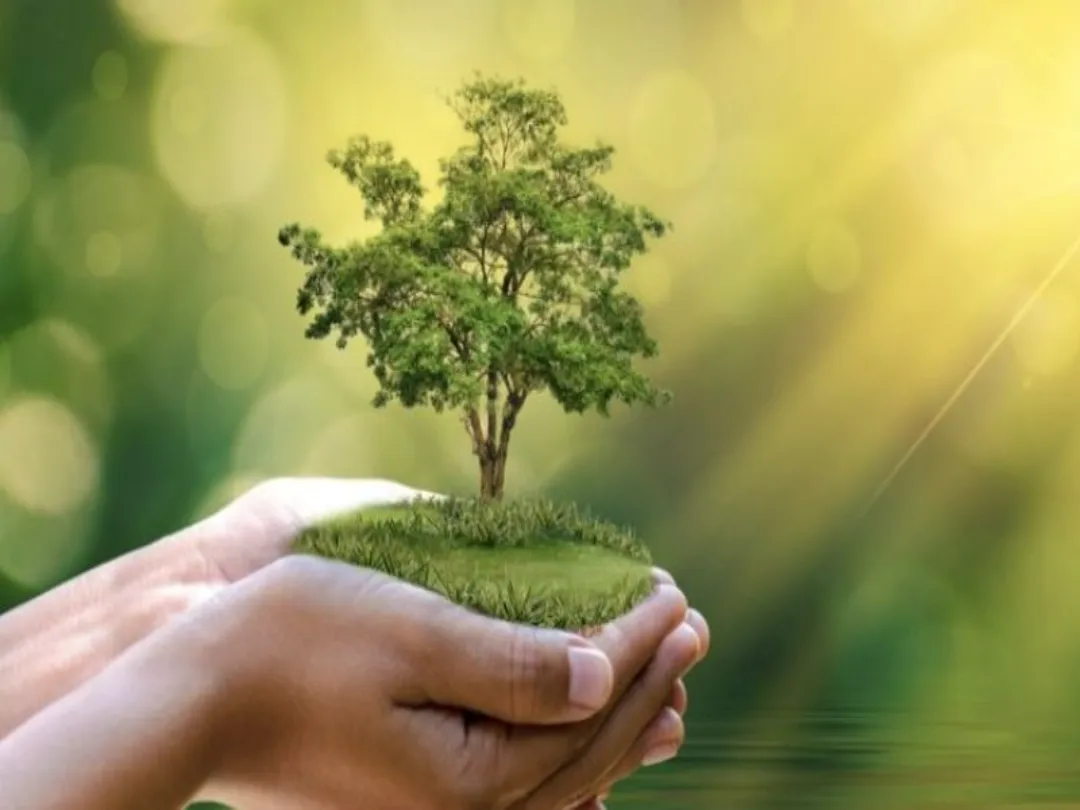 Màu sắc hợp mệnh Mộc là xanh lá cây