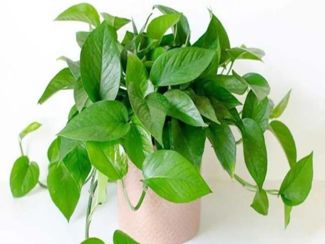 Trầu bà xanh là loại cây dễ trồng rất hợp với mệnh Mộc
