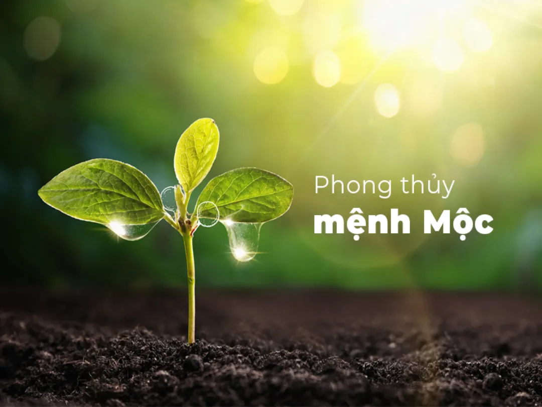 Mỗi con số phù hợp với mệnh Mộc mang ý nghĩa riêng
